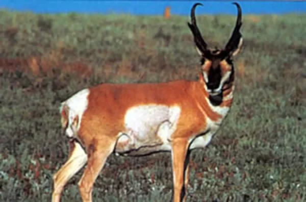 TARČA ŽIVALI TRU LIFE ANTELOPE