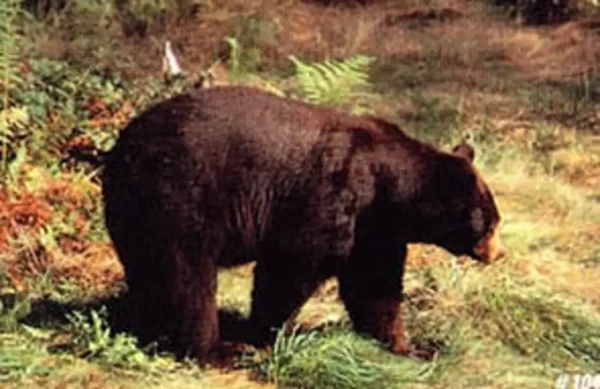 TARČA ŽIVALI TRU LIFE BLACK BEAR