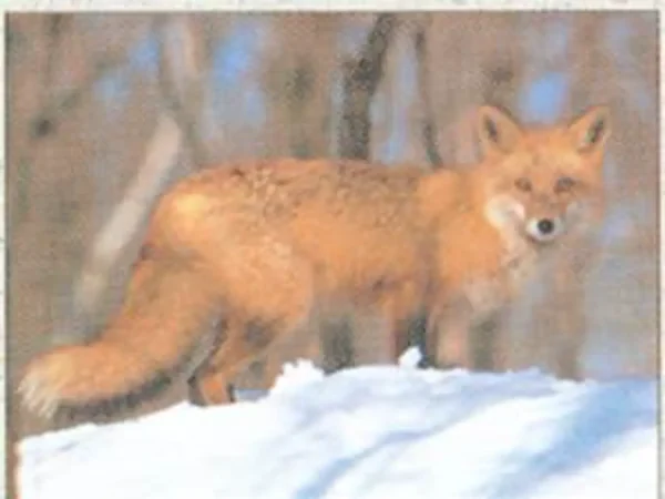 TARČA ŽIVALI TRU LIFE FOX